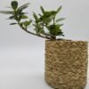 Small Tree Planter